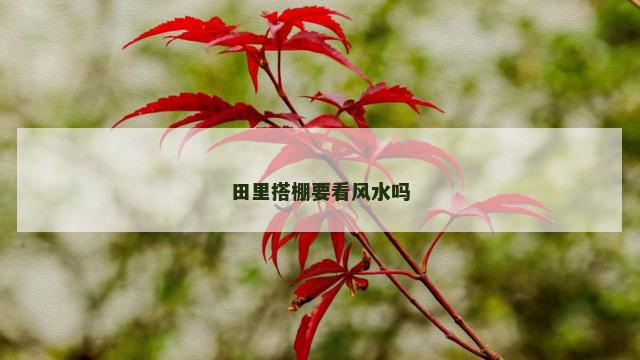 田里搭棚要看风水吗