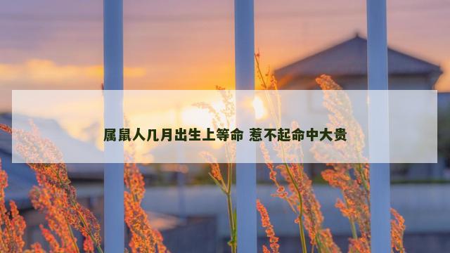 属鼠人几月出生上等命 惹不起命中大贵