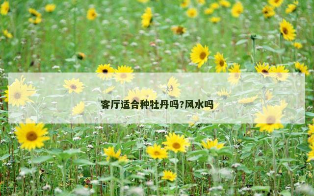 客厅适合种牡丹吗?风水吗