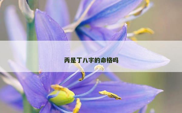 丙是丁八字的命格吗