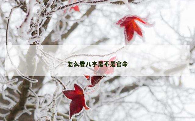 怎么看八字是不是官命