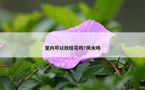 室内可以放桂花吗?风水吗
