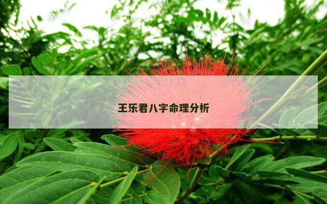 王乐君八字命理分析