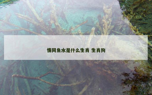 情同鱼水是什么生肖 生肖狗