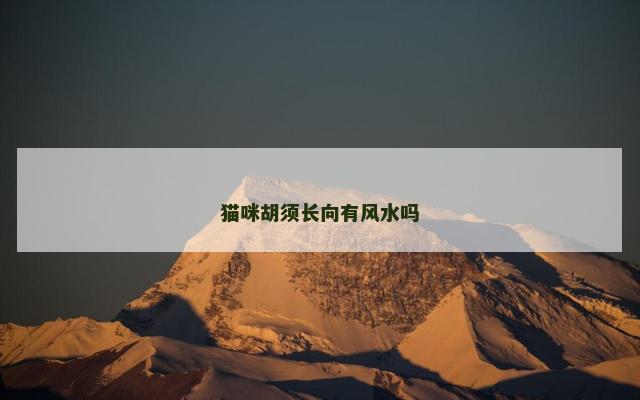 猫咪胡须长向有风水吗
