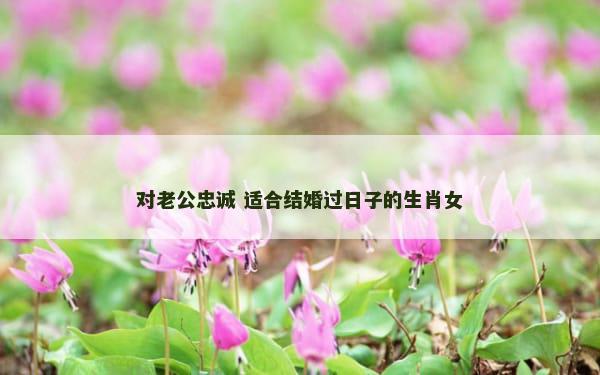 对老公忠诚 适合结婚过日子的生肖女