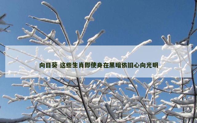 向日葵 这些生肖即使身在黑暗依旧心向光明