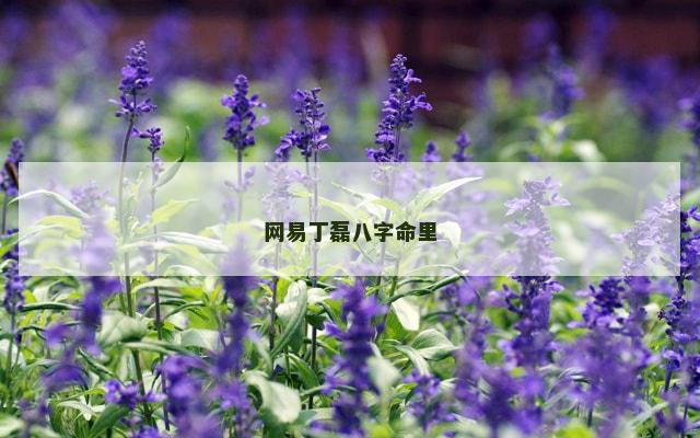 网易丁磊八字命里
