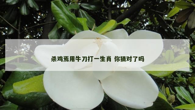杀鸡焉用牛刀打一生肖 你猜对了吗