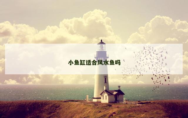 小鱼缸适合风水鱼吗