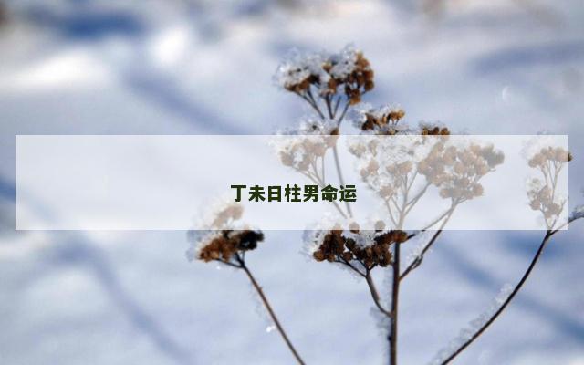 丁未日柱男命运