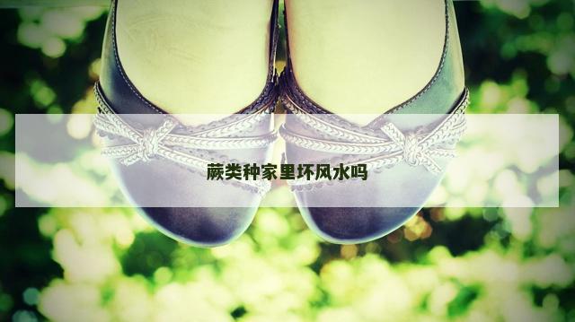 蕨类种家里坏风水吗