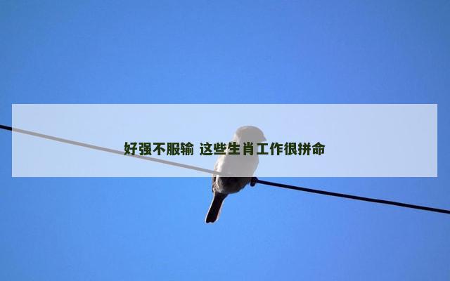 好强不服输 这些生肖工作很拼命
