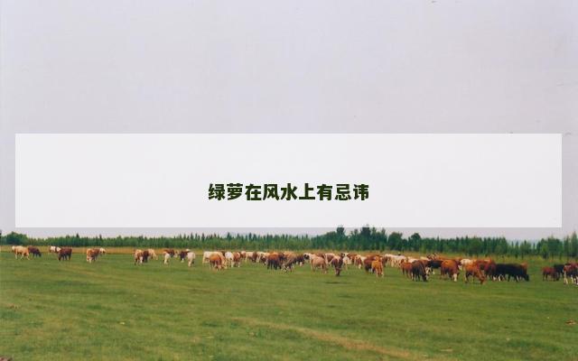 绿萝在风水上有忌讳