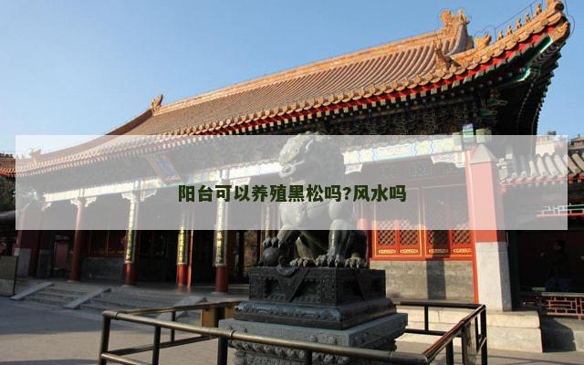 阳台可以养殖黑松吗?风水吗