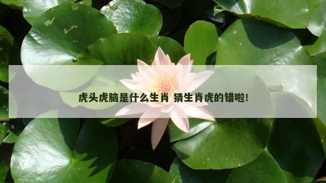 虎头虎脑是什么生肖 猜生肖虎的错啦！