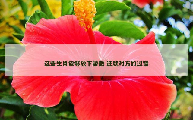 这些生肖能够放下骄傲 迁就对方的过错