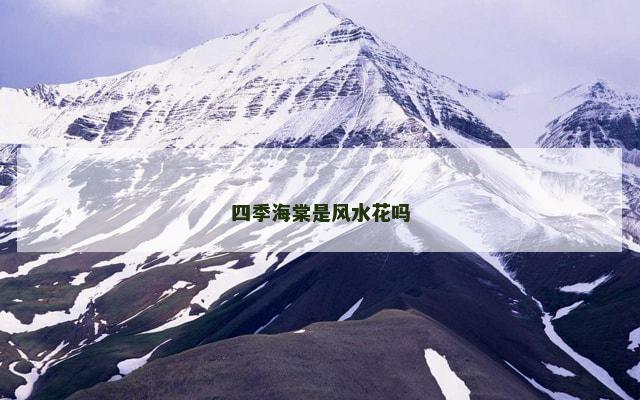 四季海棠是风水花吗