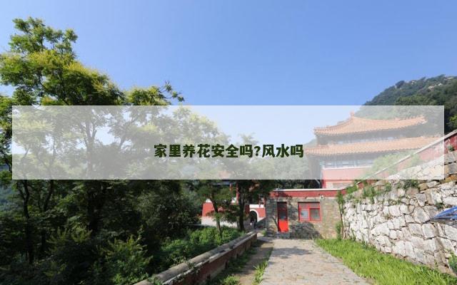 家里养花安全吗?风水吗