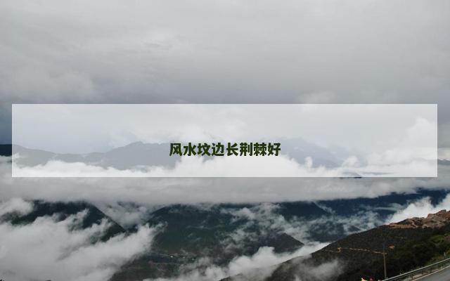 风水坟边长荆棘好