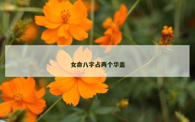 女命八字占两个华盖