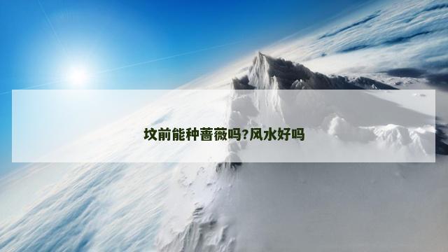 坟前能种蔷薇吗?风水好吗