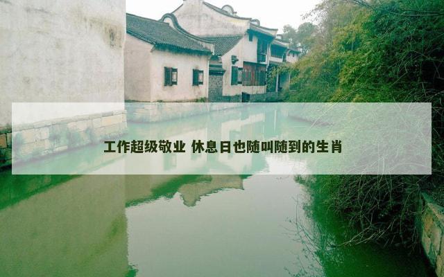 工作超级敬业 休息日也随叫随到的生肖