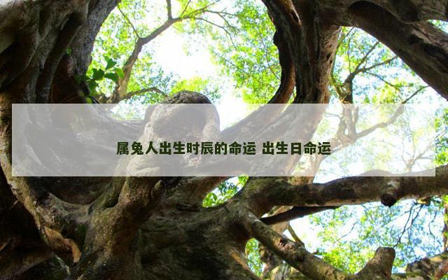 属兔人出生时辰的命运 出生日命运
