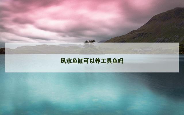 风水鱼缸可以养工具鱼吗