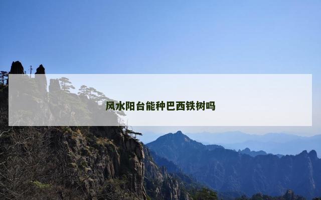 风水阳台能种巴西铁树吗