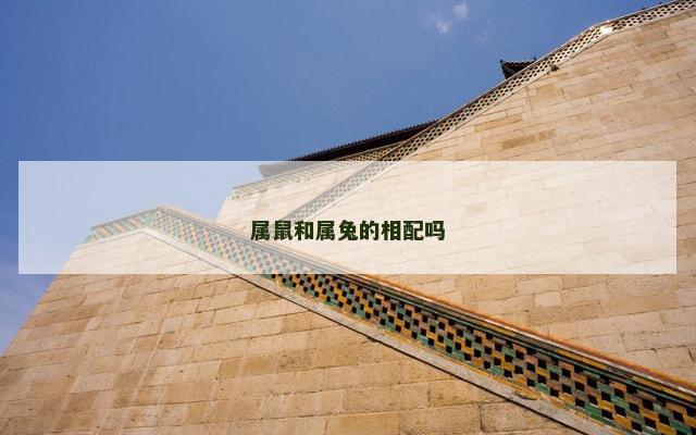 属鼠和属兔的相配吗