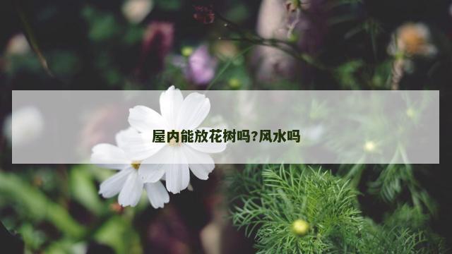 屋内能放花树吗?风水吗