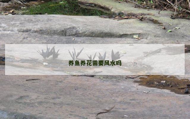 养鱼养花需要风水吗