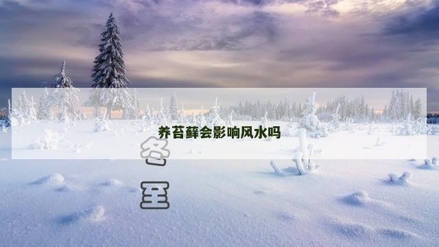 养苔藓会影响风水吗
