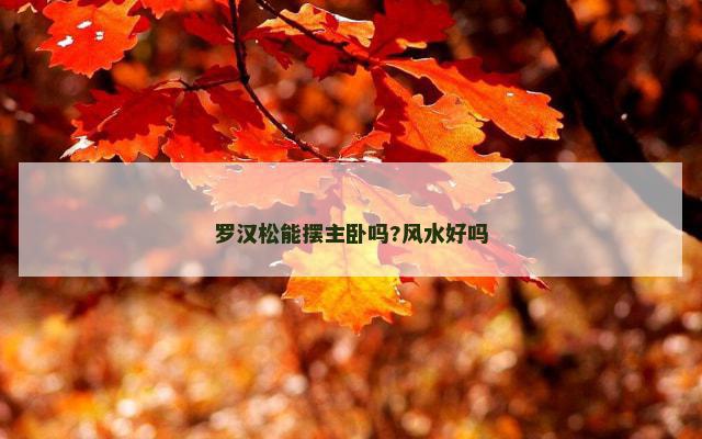 罗汉松能摆主卧吗?风水好吗