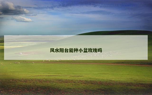 风水阳台能种小盆玫瑰吗