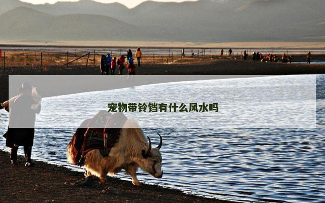 宠物带铃铛有什么风水吗