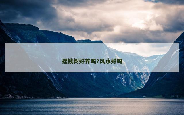 摇钱树好养吗?风水好吗