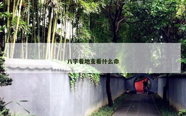 八字看地支看什么命