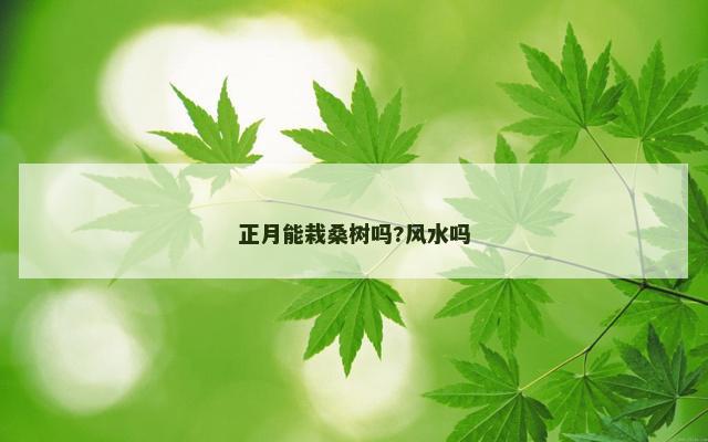 正月能栽桑树吗?风水吗