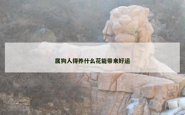 属狗人得养什么花能带来好运
