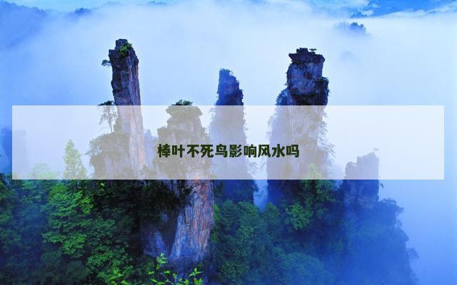 棒叶不死鸟影响风水吗