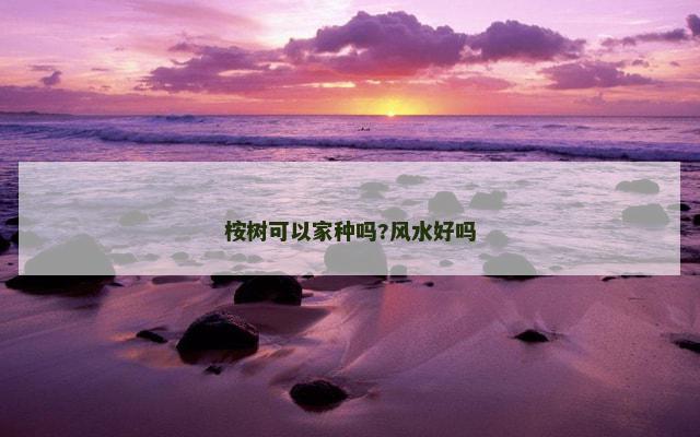 桉树可以家种吗?风水好吗