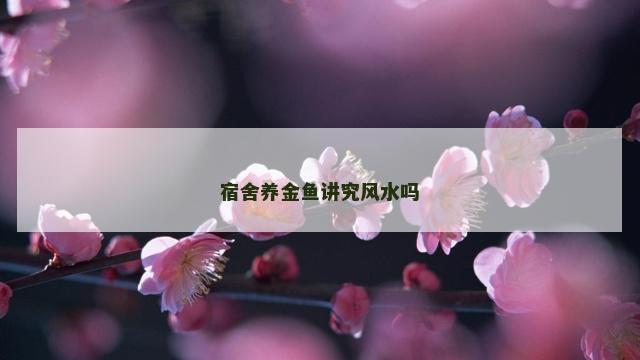 宿舍养金鱼讲究风水吗