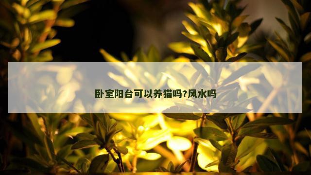卧室阳台可以养猫吗?风水吗