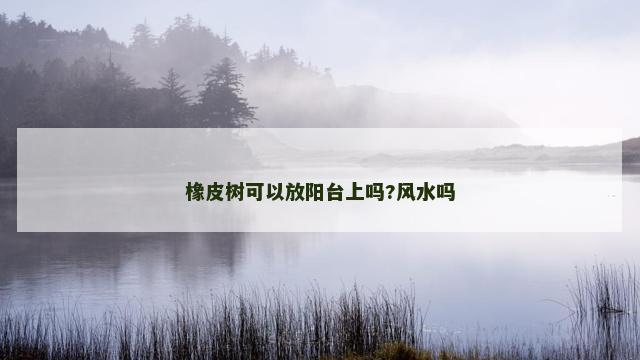 橡皮树可以放阳台上吗?风水吗