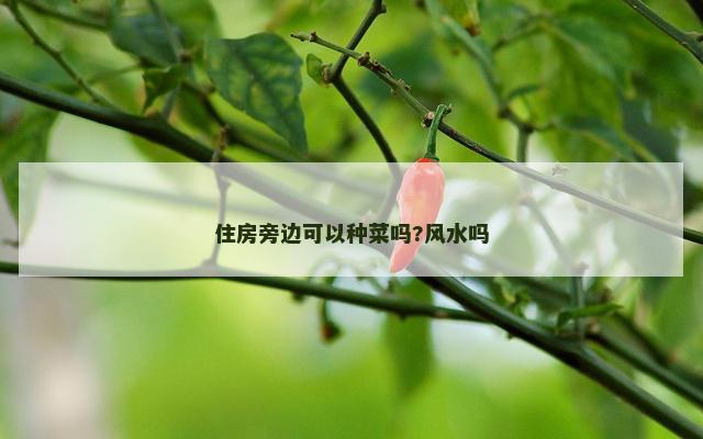 住房旁边可以种菜吗?风水吗