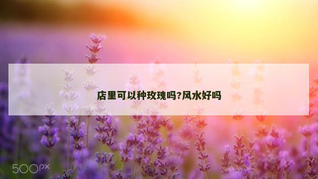 店里可以种玫瑰吗?风水好吗