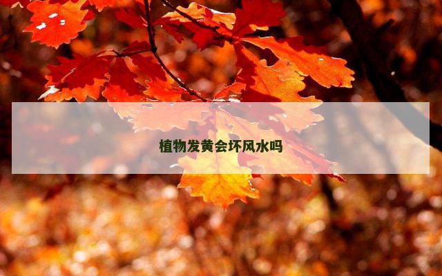 植物发黄会坏风水吗