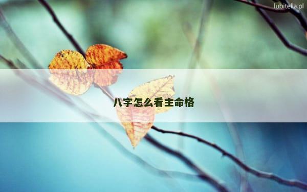 八字怎么看主命格